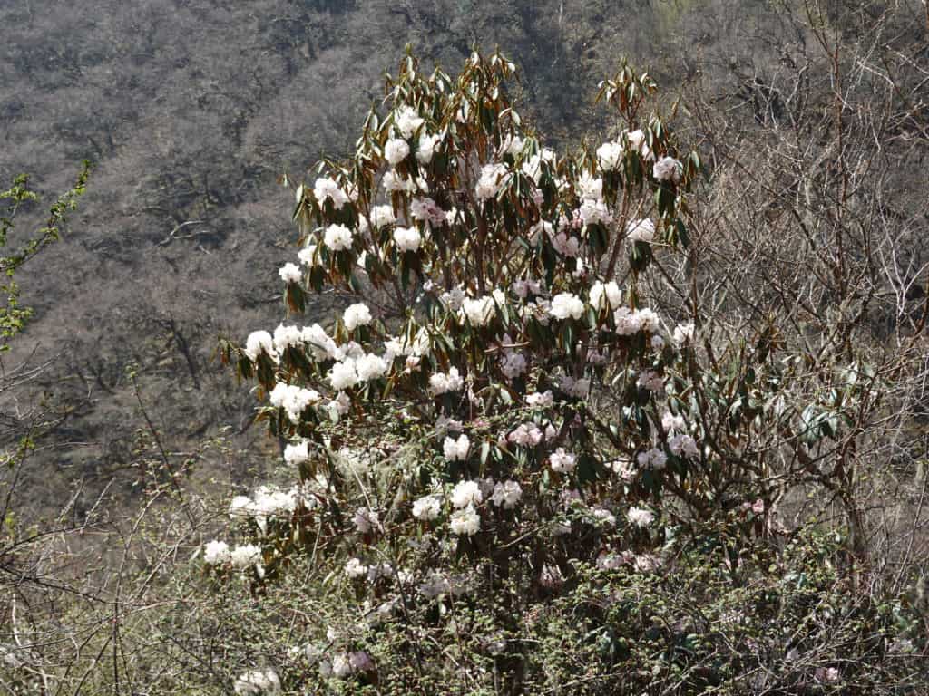 white rhododendron
