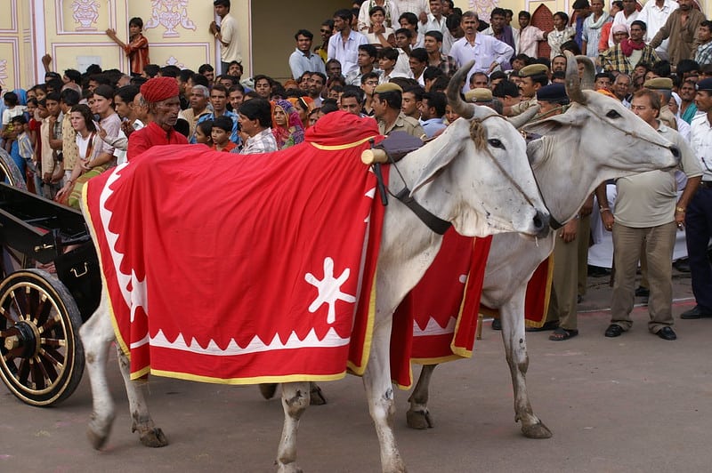 decorated cows at the Teej festival in Jaipur