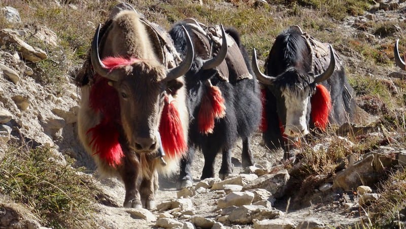 yaks marching in the mountains