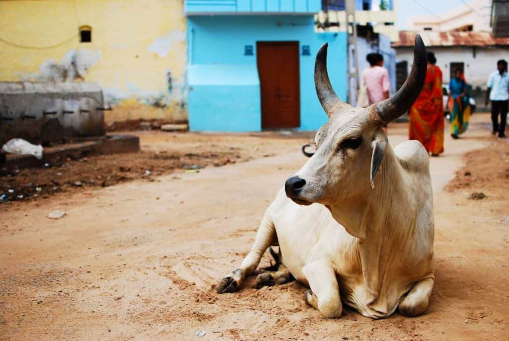Holy cow lying in the street in India