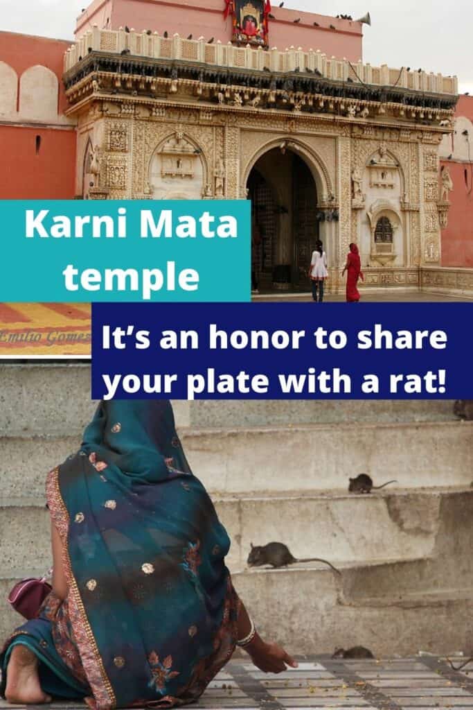Thousans of rats are venerated as Gods in the Karni Mata temple of India, it is one of the most famous temples in India