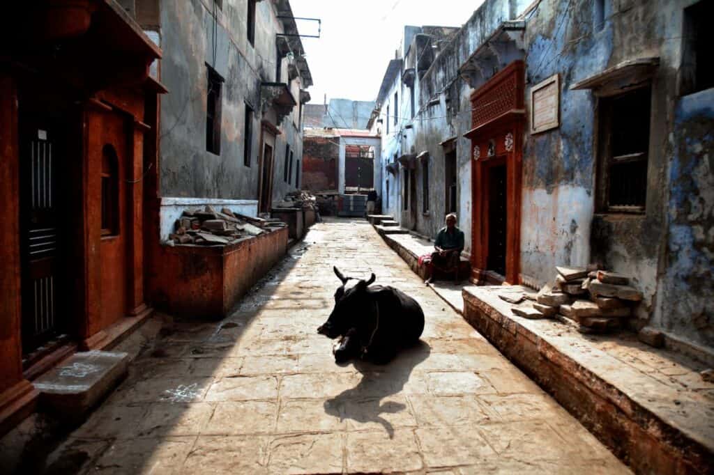 Narrow street in Varanasi with a cow lying in the middle