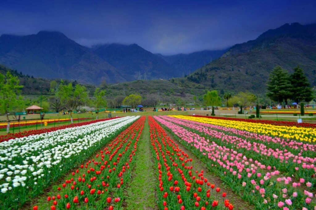 The tulip garden, one of the best places to visit in Srinagar during the festival