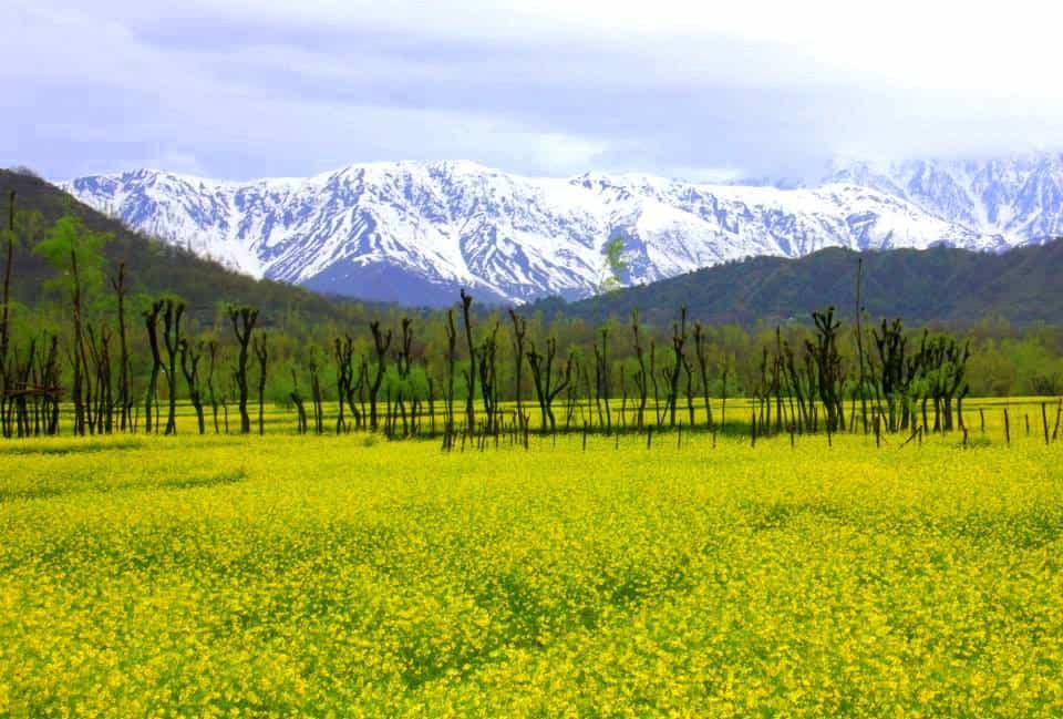 Kashmir in spring