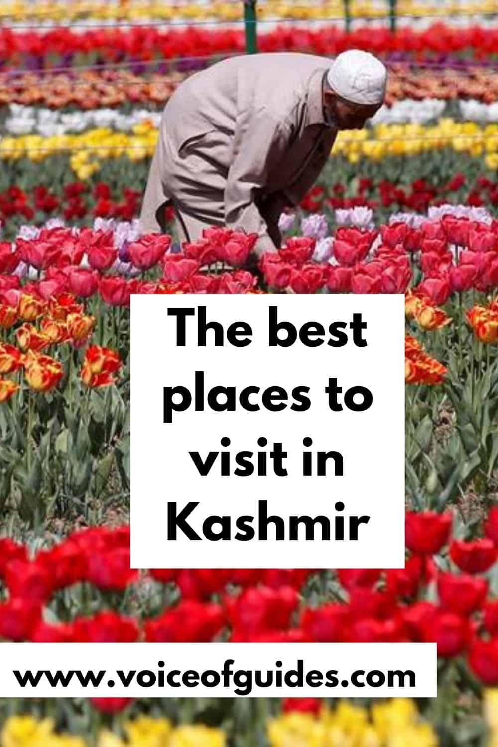 Are you planning a trip to Kashmir? This guide suggests you the best time to visit Kashmir, the best places and things to do in Kashmir, including transport and safety. Hill stations, temples, gardens, hiking trails and archeological sites. #visit Kashmir # safety in Kashmir #Srinagar