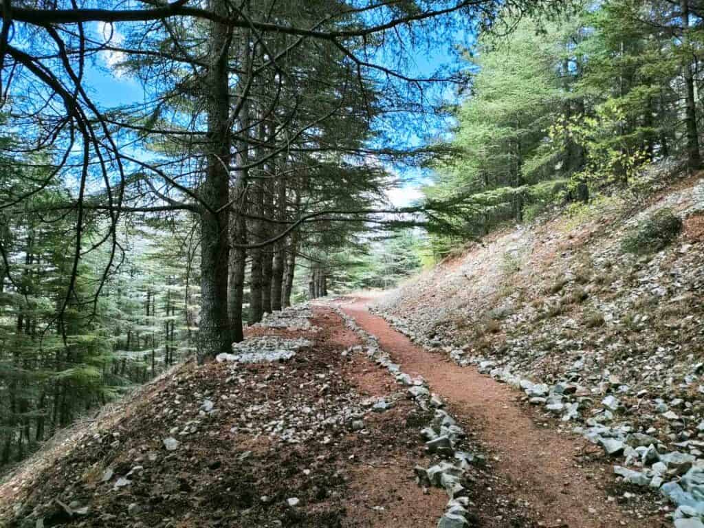 Cedar forest walking trail in Lebanon