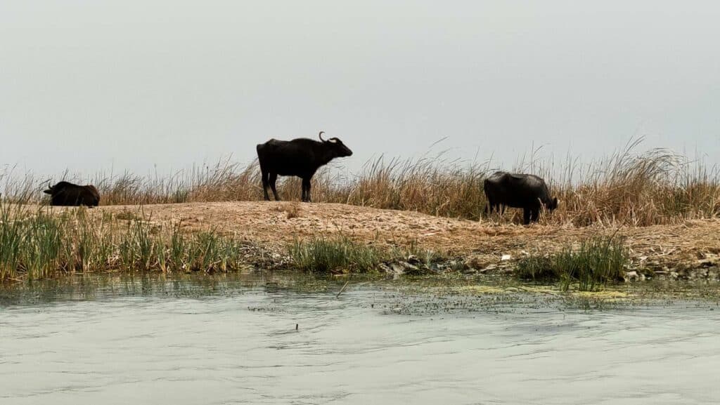 Water buffalos in the Marshes of Iraq