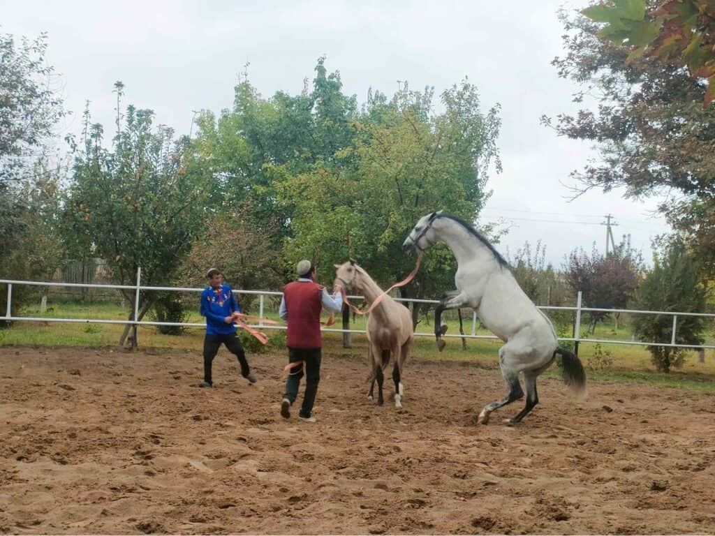 Akhal Teke horses