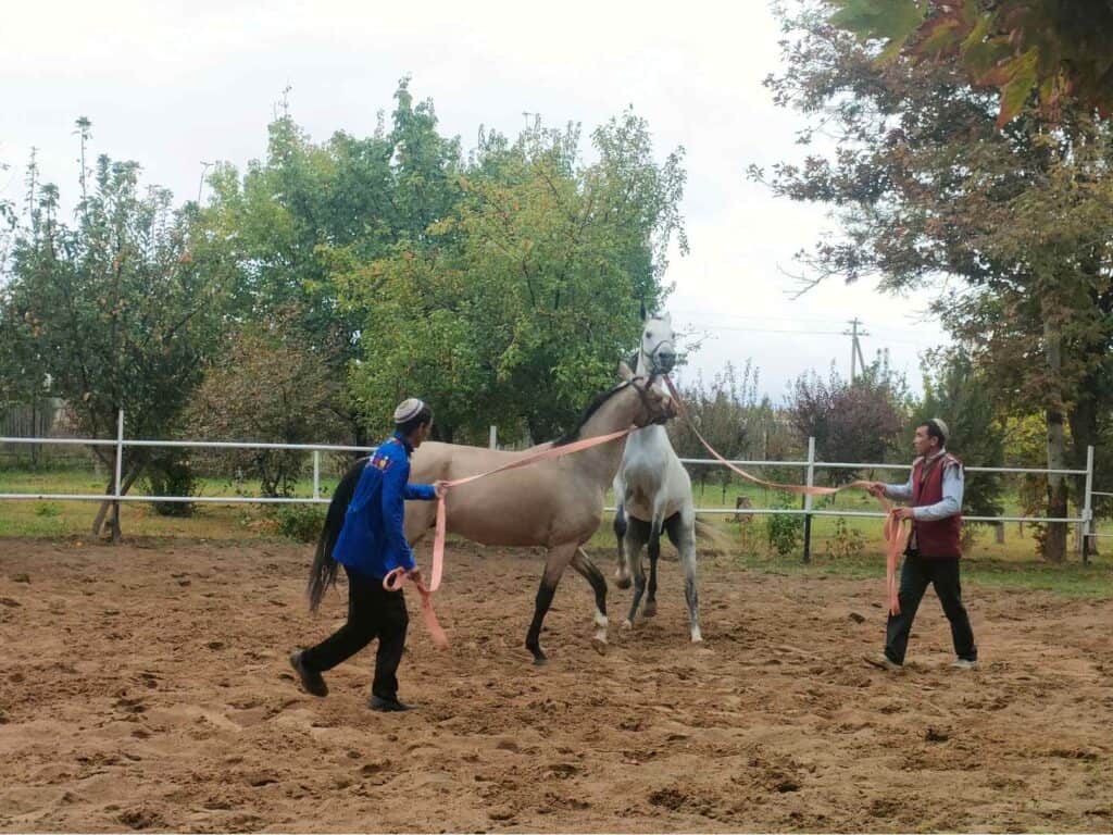 Akhal teke horse farm in Geok Tepe