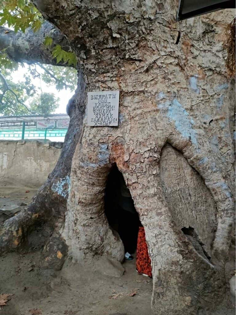 Nokhur "sacred" tree