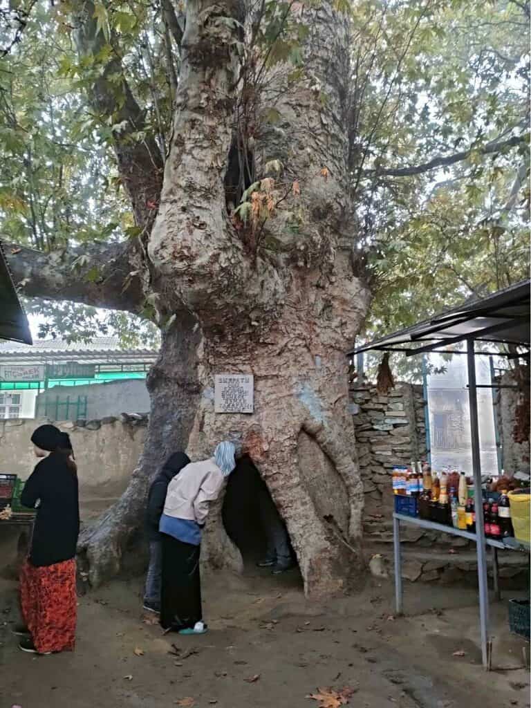 Nokhur village "sacred tree"